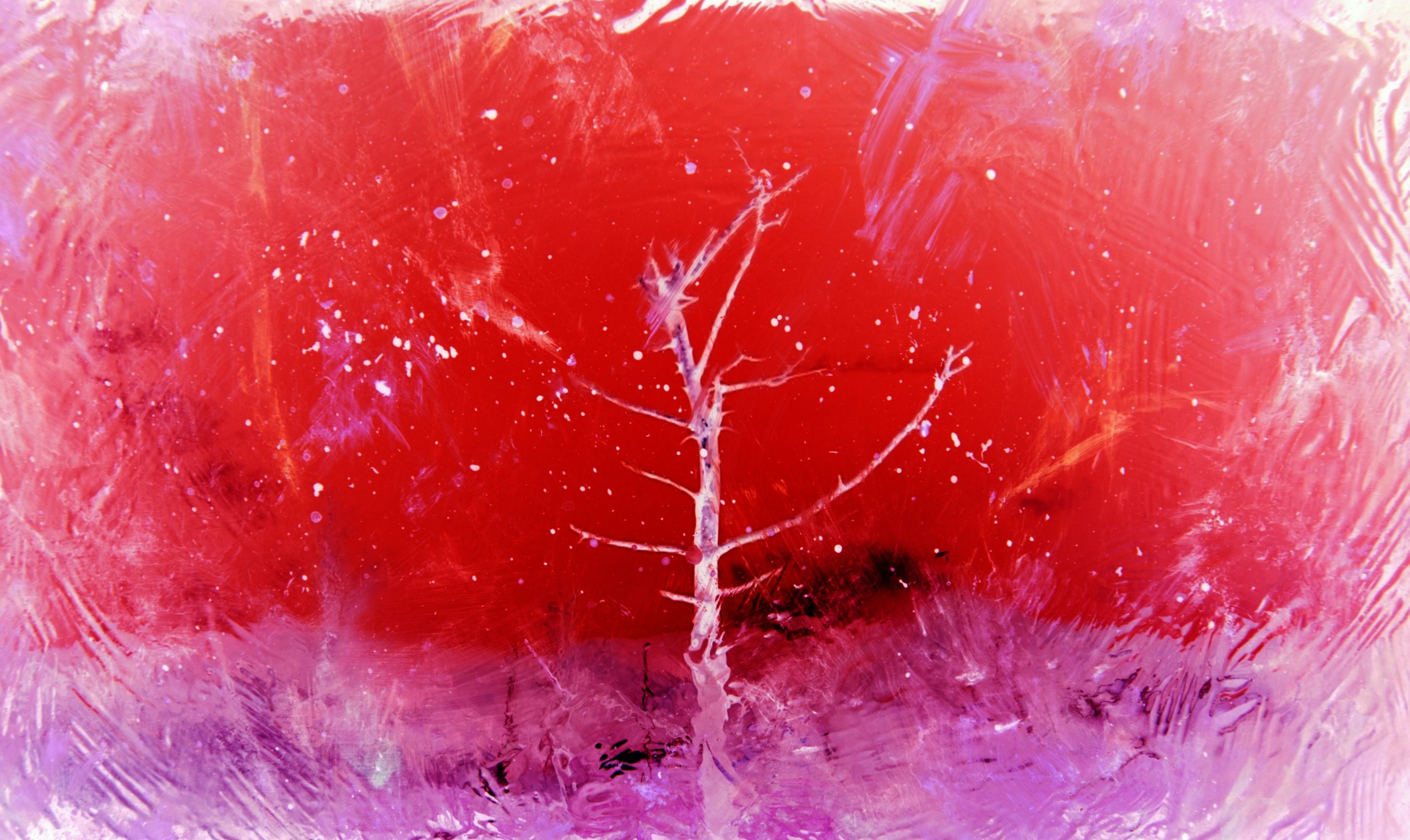 jr-korpa-6ALPeodz55g-unsplash
